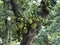 A tree covered with jackfruit on the trunk Â 